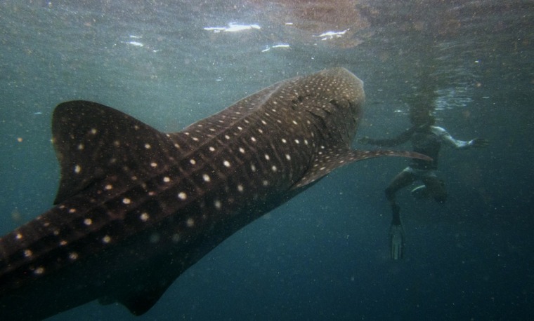 Image: A snorkeler swims with a  six meter whale shark just outside Hanifaru Bay of Maldives' remote Baa Atoll